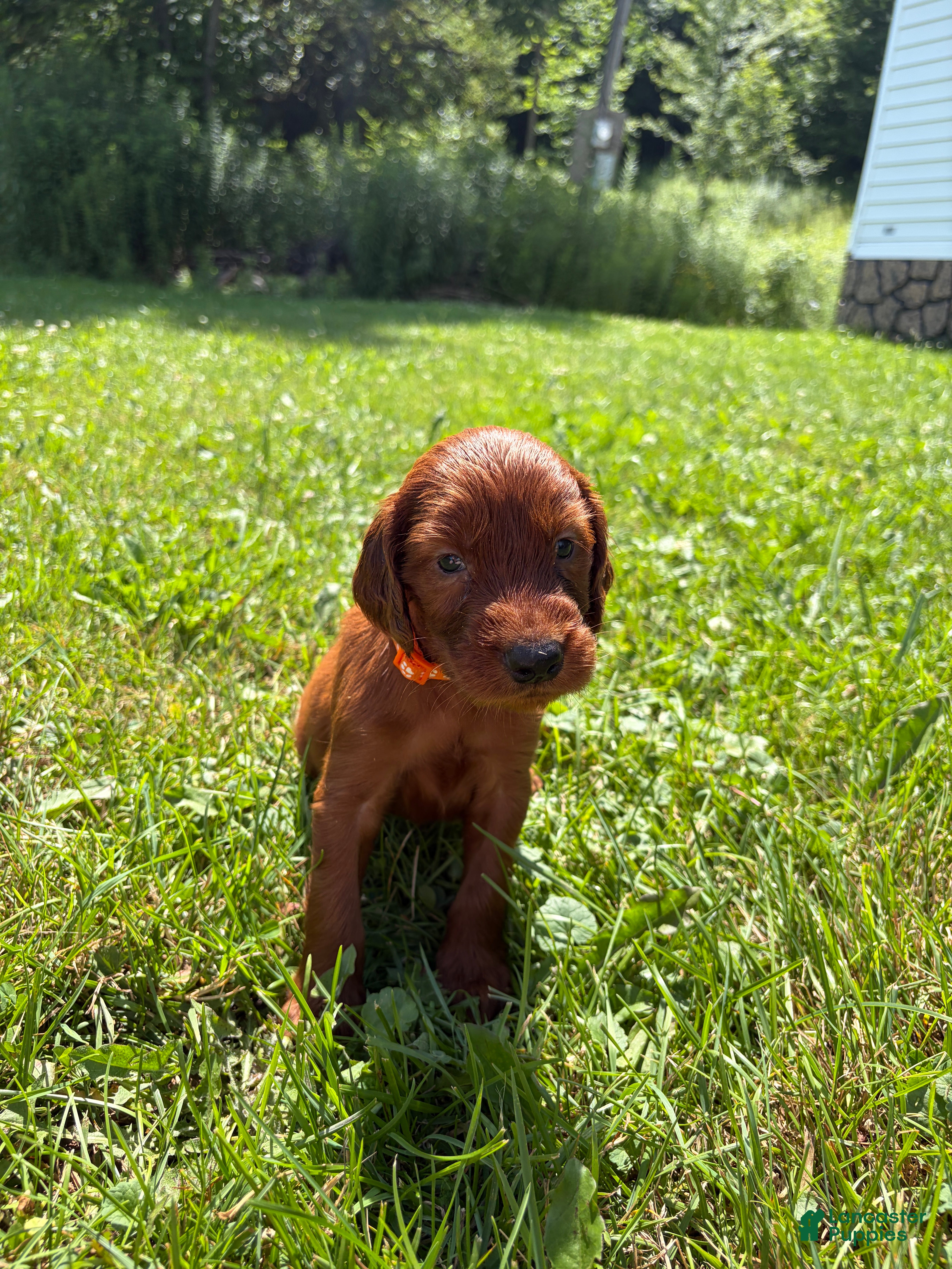 Irish Setter dogs Orange collar  - Ad 29