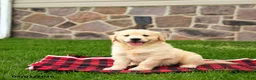 Golden Retriever dogs for sale: Rhoda - Ad 3