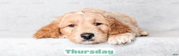 Goldendoodle dogs for sale: Thursday - Ad 8