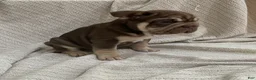 French Bulldog dogs for sale: Bluey - Ad 2