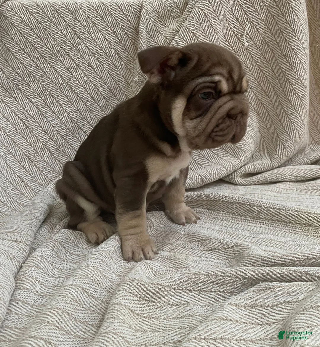 French Bulldog dogs for sale: Bluey - Ad 2