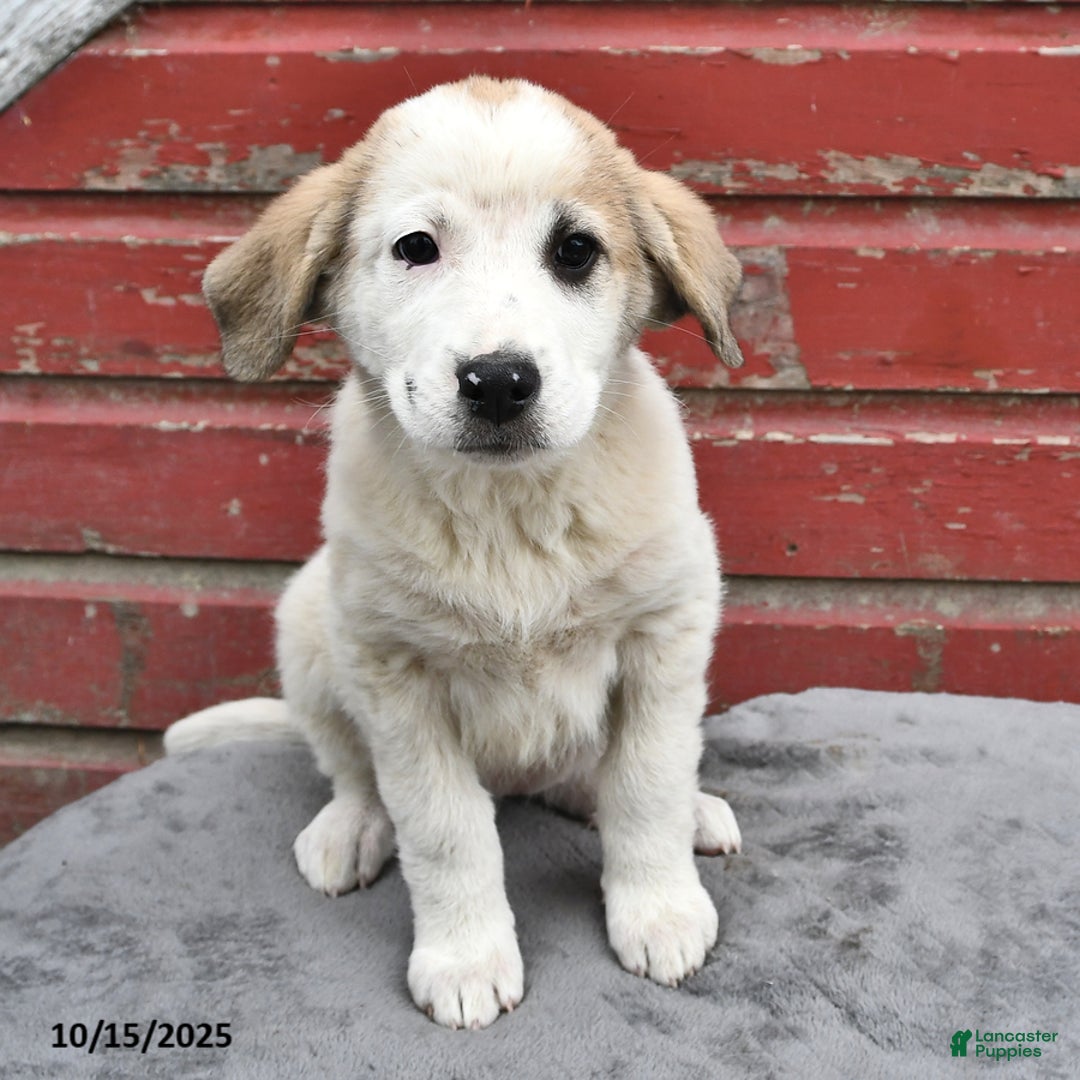 Grown Great Pyrenees Puppies for sale Lancaster Puppies