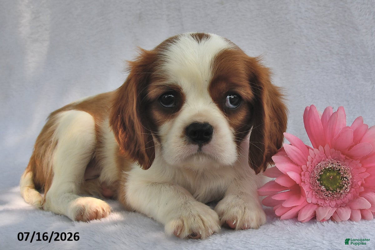 Cavalier King Charles Spaniel dogs Rena  - Ad 1
