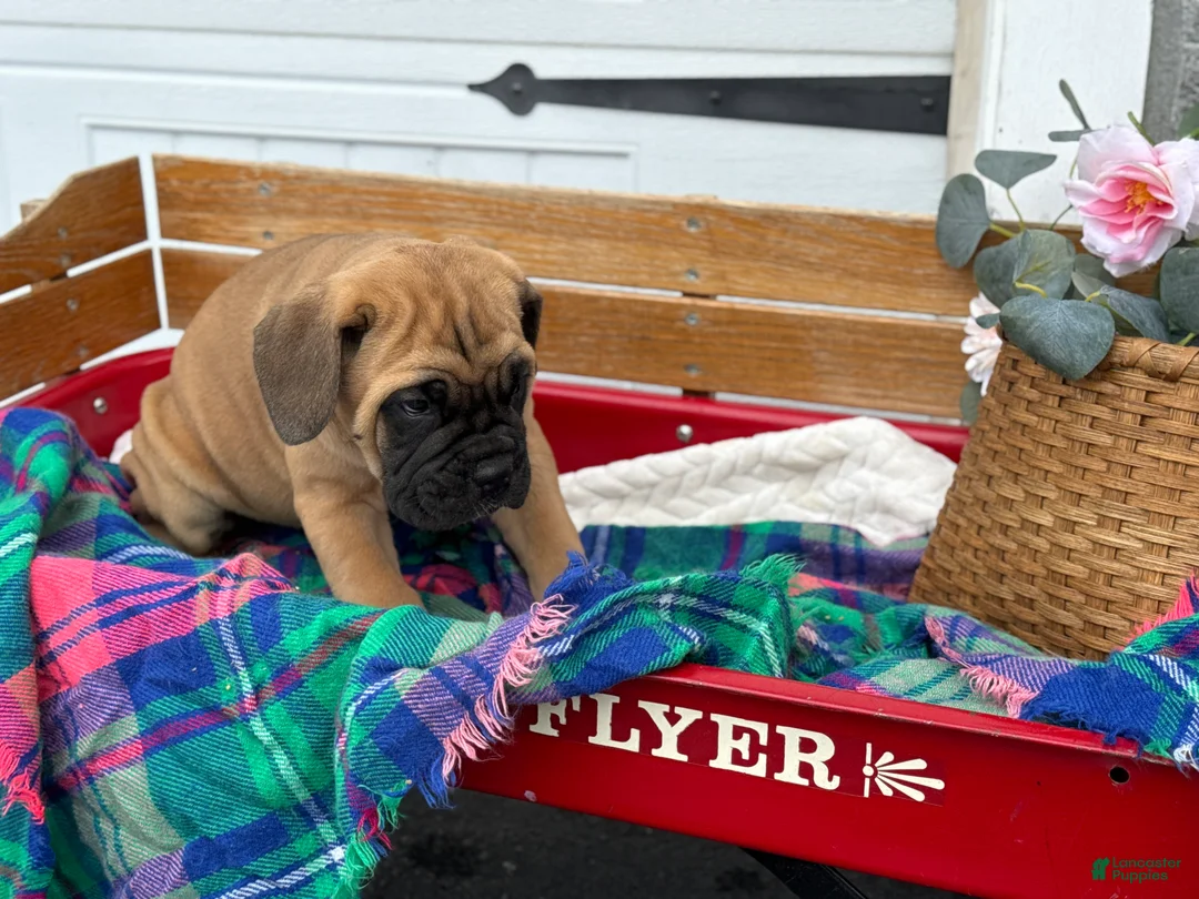 Cane Corso dogs for sale: Audrey - Ad 15