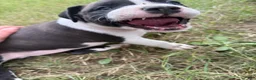 American Bully dogs for sale: Lillie - Ad 10