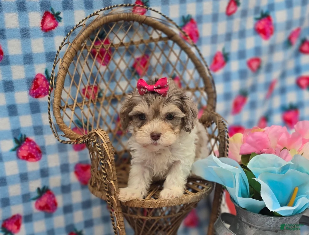 Maltipoo dogs for sale: Indigo - Ad 2