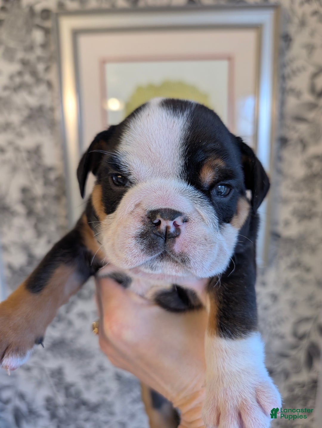 English Bulldog dogs for sale: Monica  - Ad 1