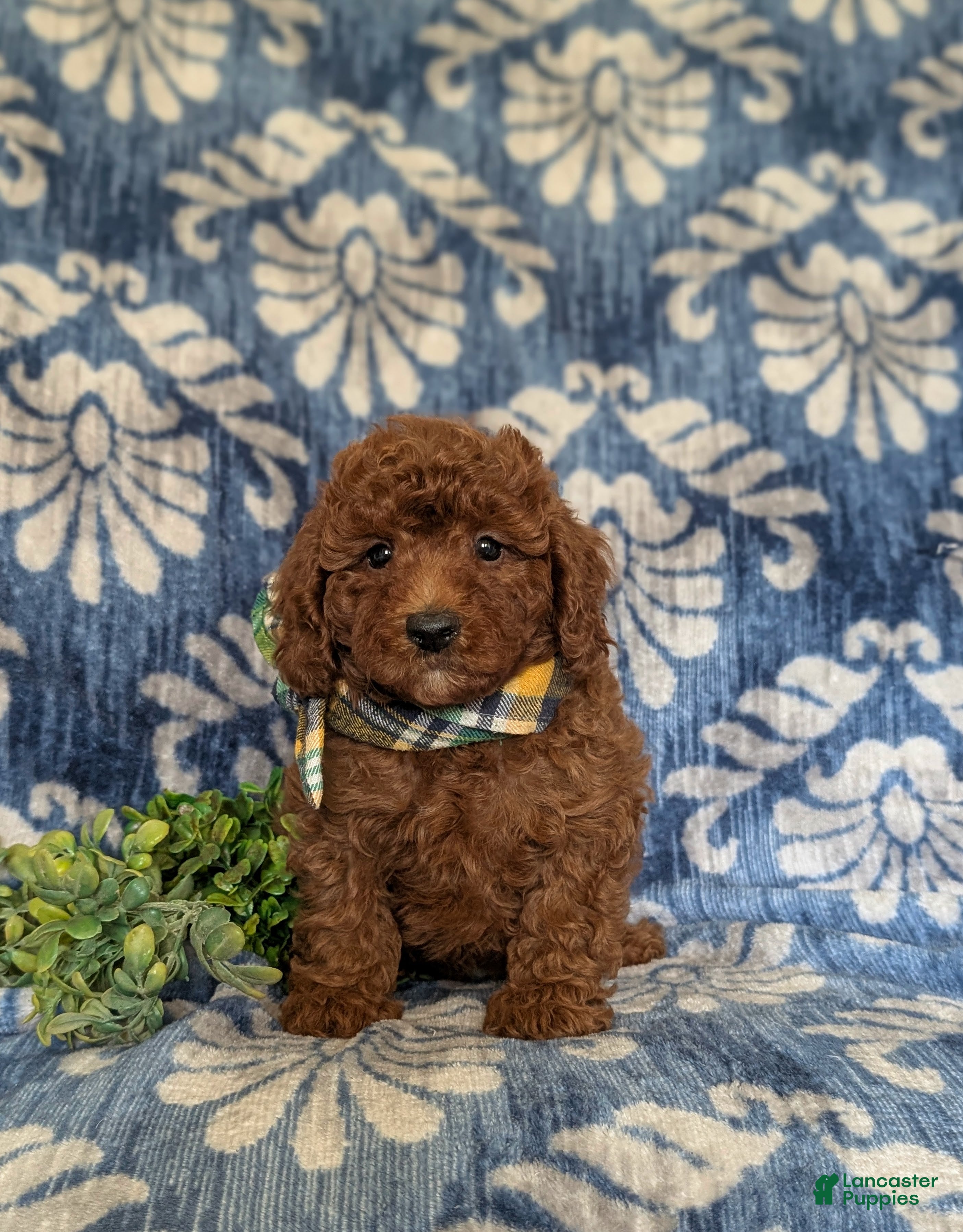 Miniature Poodle dogs Stedman - Ad 2