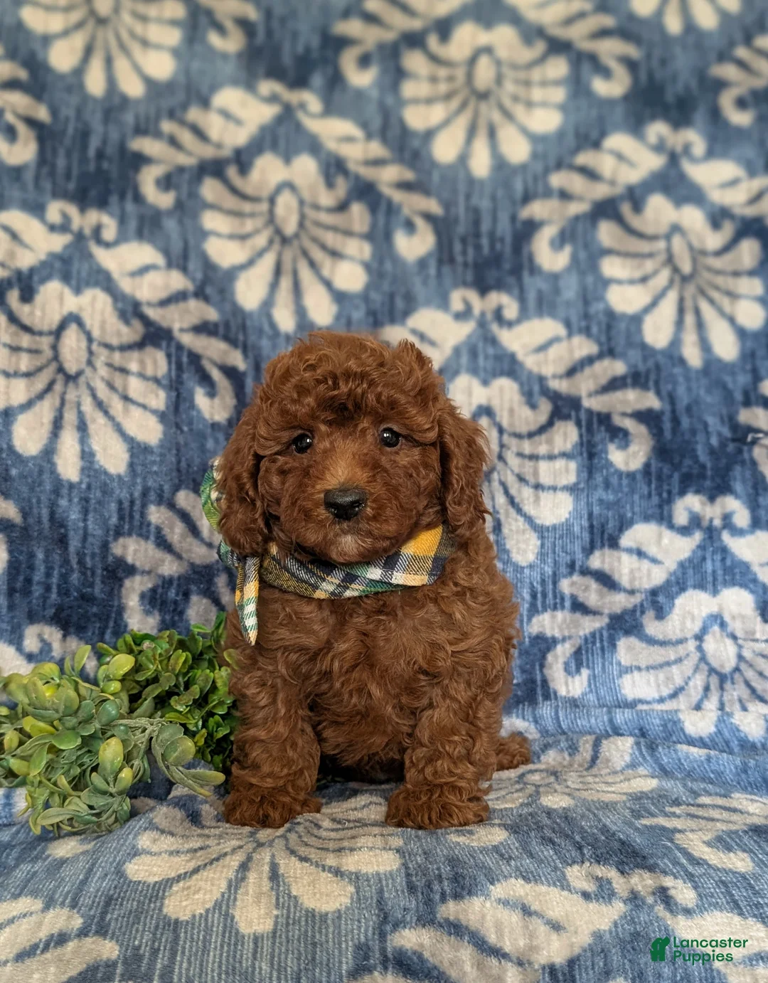 Miniature Poodle dogs for sale: Stedman - Ad 2