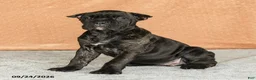 Cane Corso dogs for sale: Rochelle - Ad 1