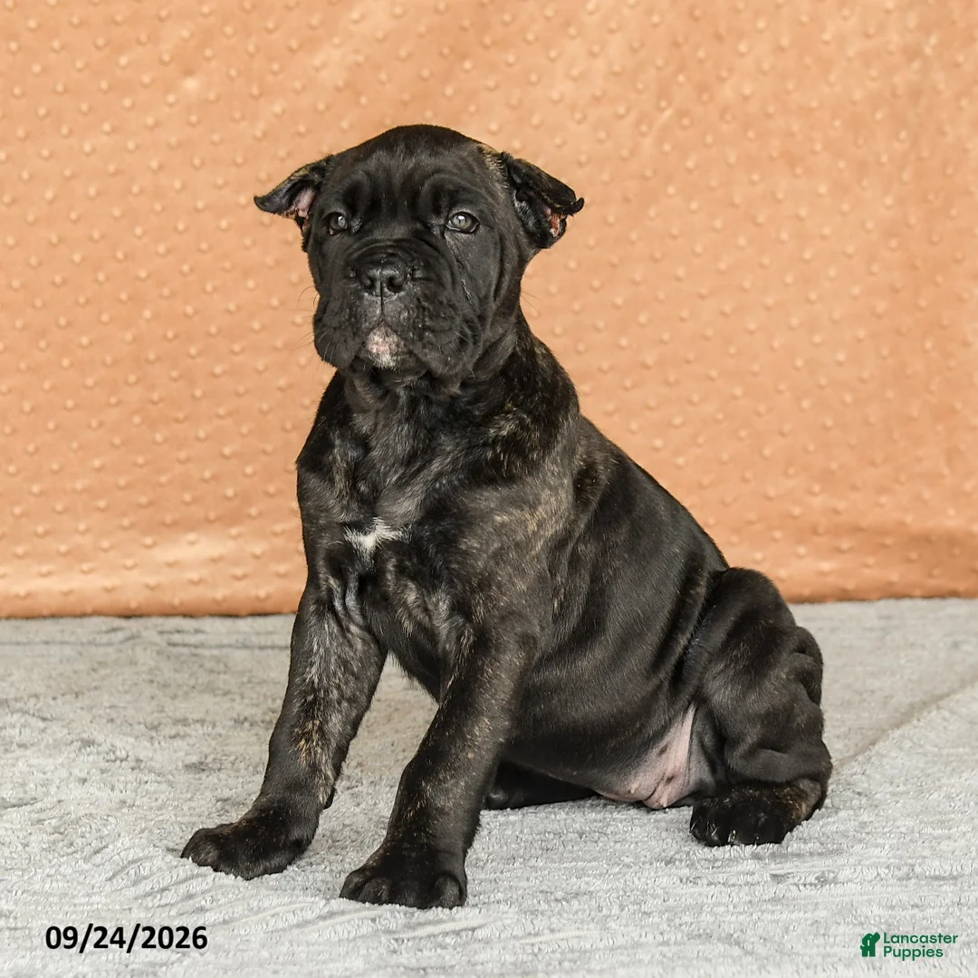 Cane Corso dogs for sale: Rochelle - Ad 1