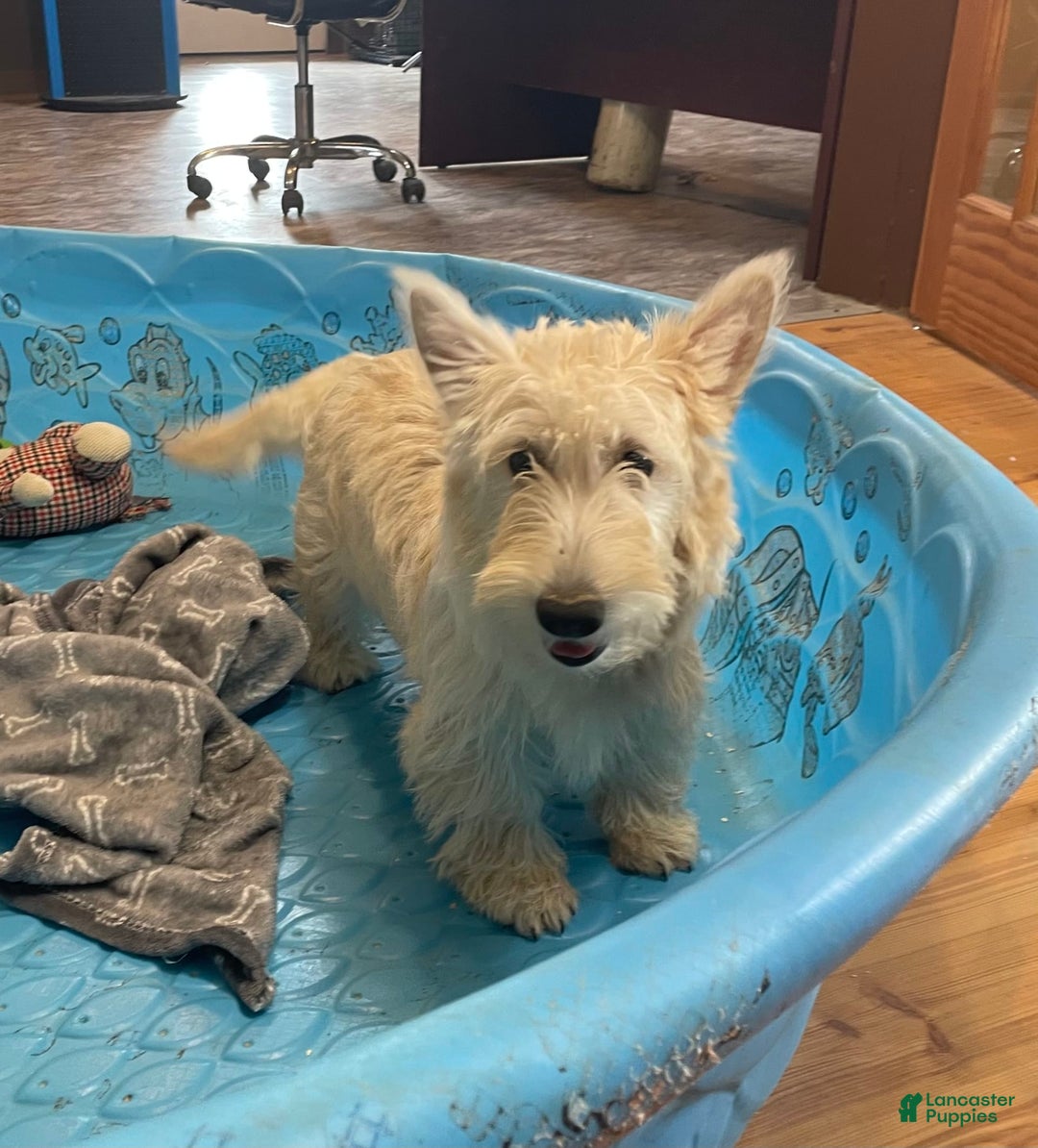 Scottish Terrier dogs for sale: Simone - Ad 2