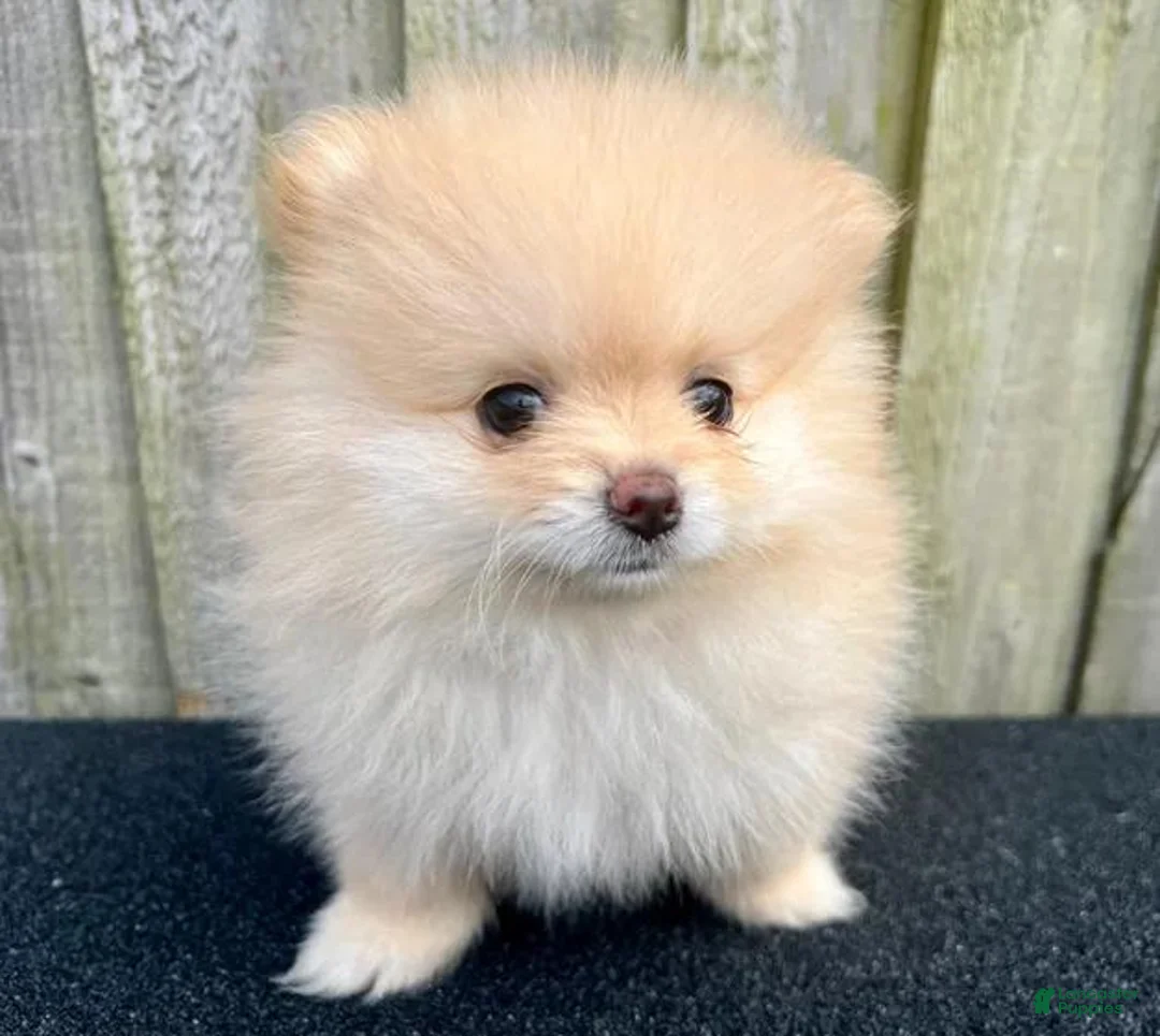 Pomeranian dogs for sale: Kayla - Ad 37