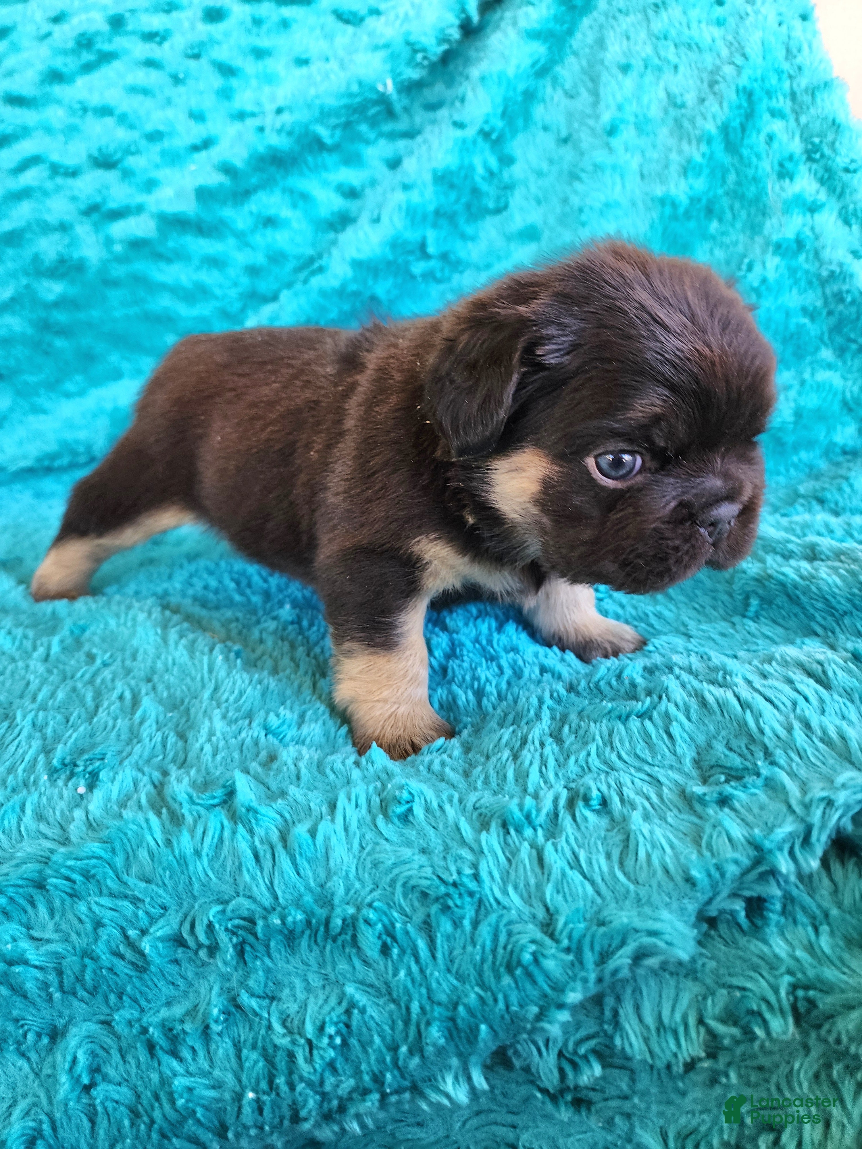 French Bulldog dogs Bear - Ad 2