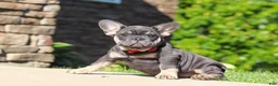 French Bulldog dogs for sale: Bentley - Ad 6
