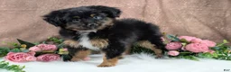 Toy Australian Shepherd dogs for sale: Brittlyn - Ad 3