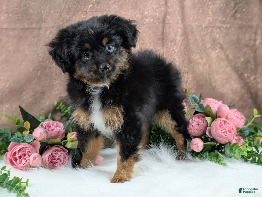 Toy Australian Shepherd dogs for sale: Brittlyn - Ad 3