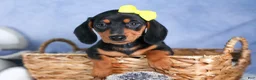 Miniature Dachshund dogs for sale: 🐾 MEET VANCE 🐶❤️ - Ad 8