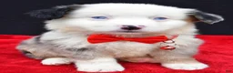 Miniature Australian Shepherd dogs for sale: Chopper - Ad 3