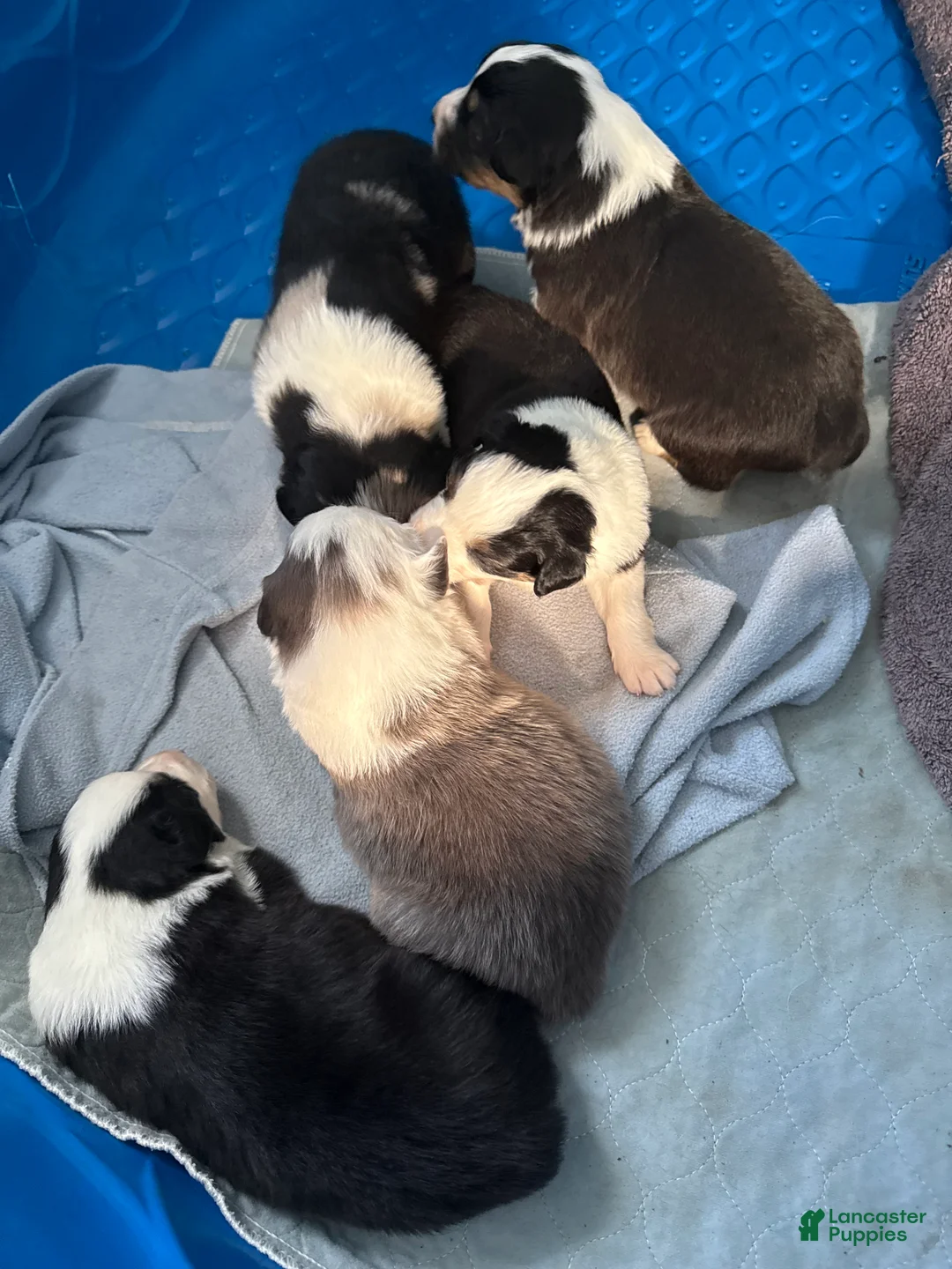 Australian Shepherd dogs for sale: Australian Shepherd Puppy 1 - Ad 6
