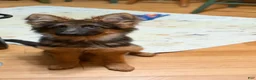 German Shepherd dogs for sale: Cuddles - Ad 5
