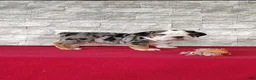 Beabull dogs for sale: Romeo - Ad 3