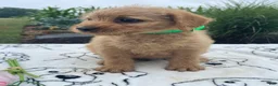 Labradoodle dogs for sale: Edgar - Ad 3