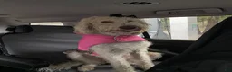 Double Doodle dogs for sale: River - F2 Double Doodle - Ad 42