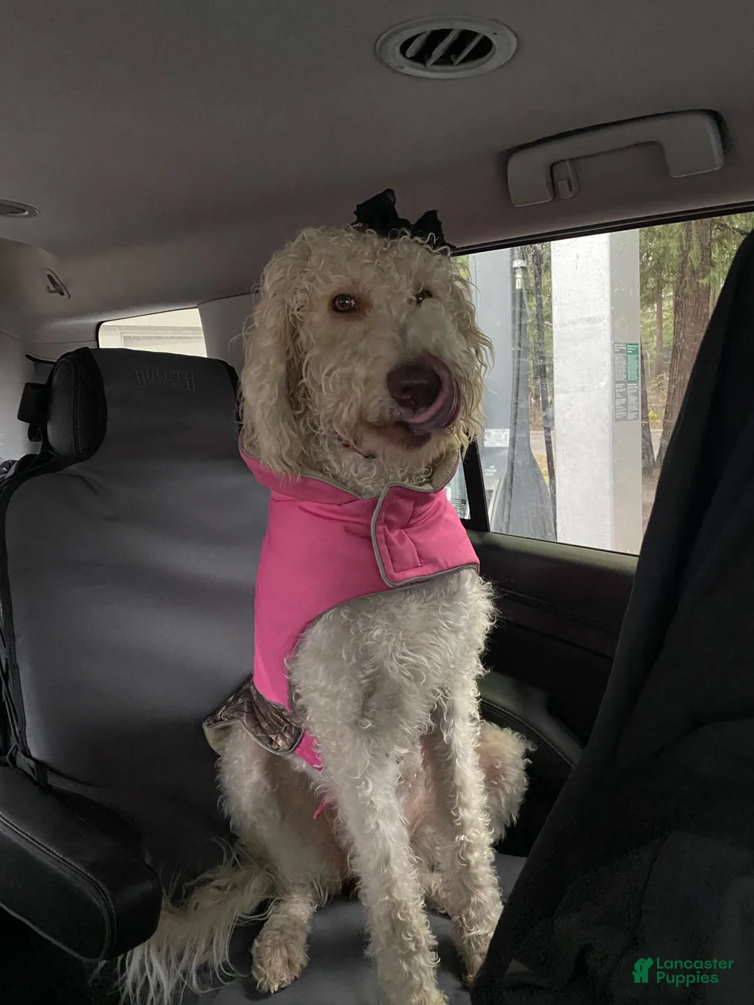 Double Doodle dogs for sale: River - F2 Double Doodle - Ad 42