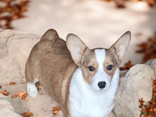 Welsh Corgi Pembroke dogs - Ad 8