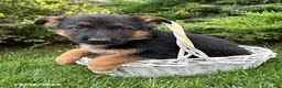 German Shepherd dogs for sale: Delaney - Ad 3