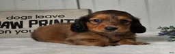 Miniature Dachshund dogs for sale: Asher - Ad 3