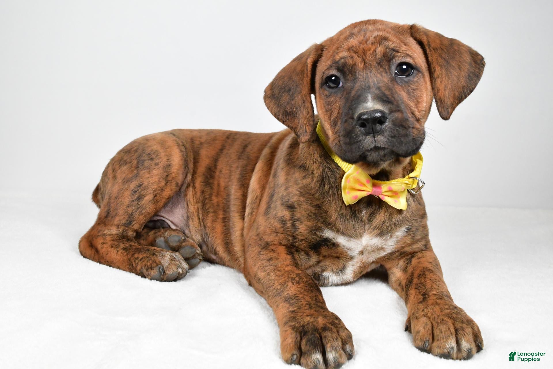 Boxer dogs for sale: Rusty Boxer mix - Ad 1