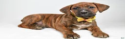 Boxer dogs for sale: Rusty Boxer mix - Ad 1