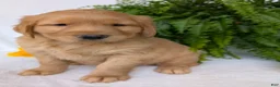 Golden Retriever dogs for sale: Parker  - Ad 5