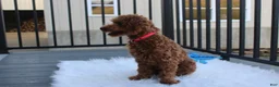 Toy Poodle dogs for sale: Patrick - Ad 6