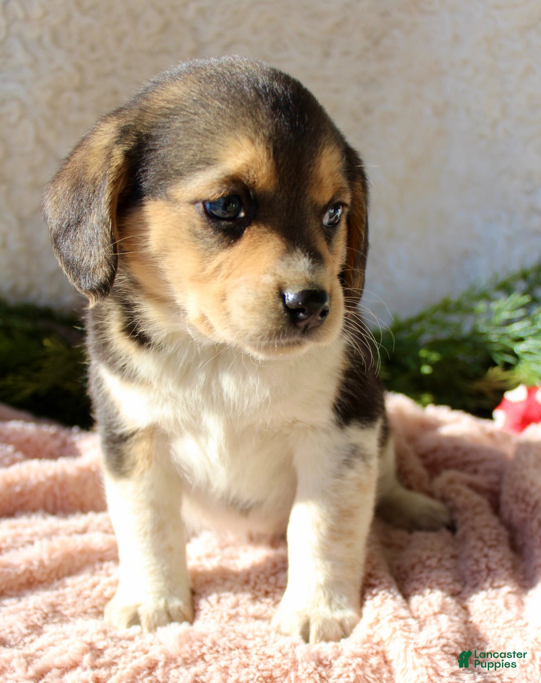 Mixed Breed dogs for sale: Taffy - Ad 1