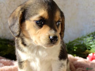Mixed Breed dogs Taffy - Ad 24