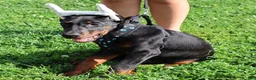 Doberman Pinscher dogs for sale: Doberman Pinscher 1 - Ad 12
