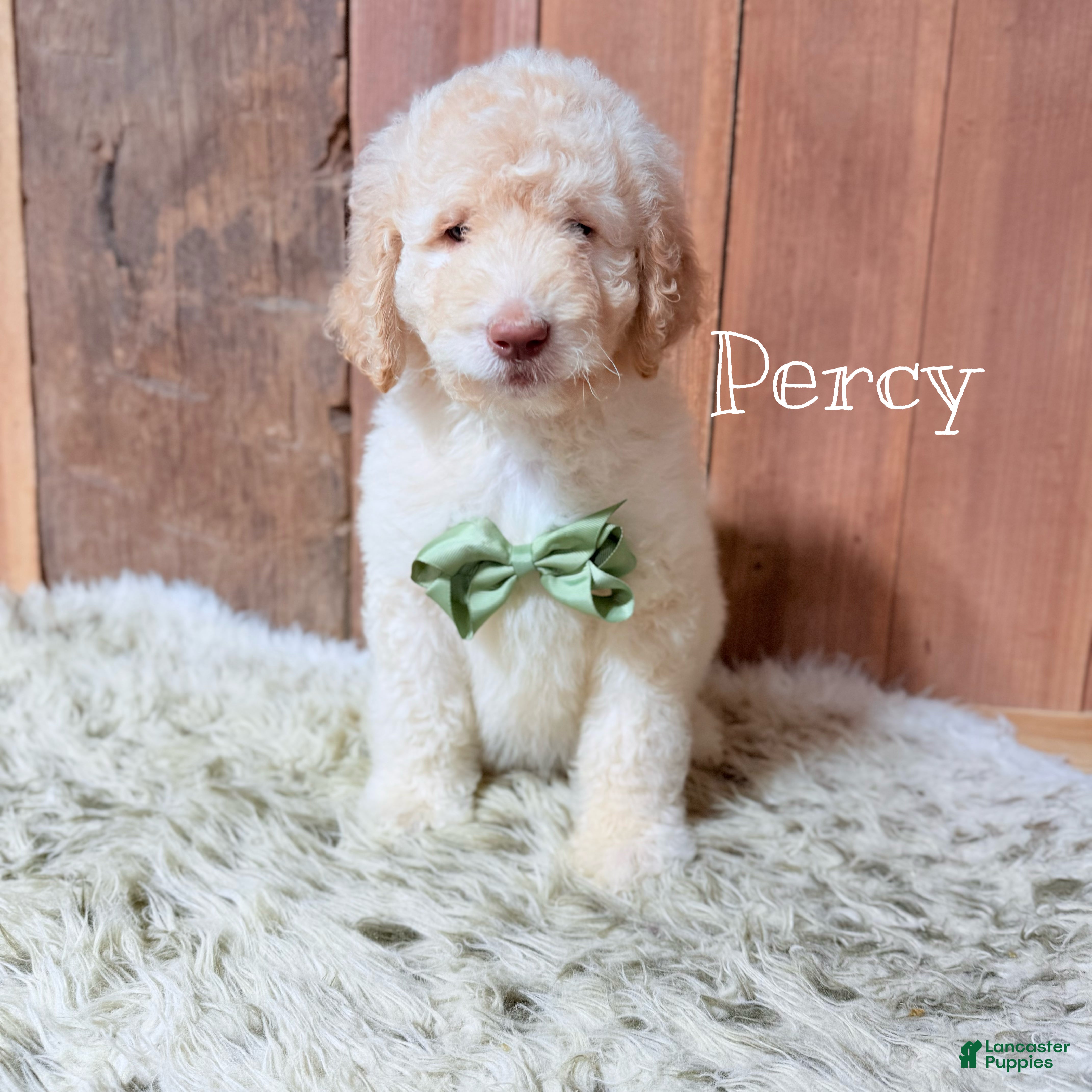 Saint Berdoodles dogs Percy - Ad 5