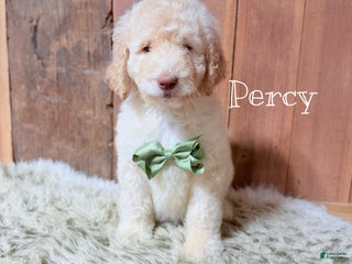 Saint Berdoodles dogs Percy - Ad 8
