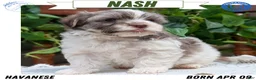 Havanese dogs for sale:  Nash - Ad 1