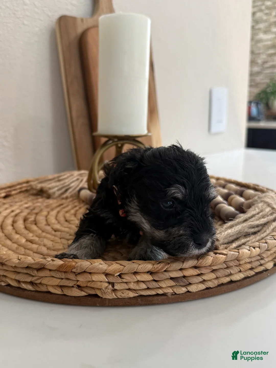 Miniature Schnauzer dogs for sale: Peach - Ad 2