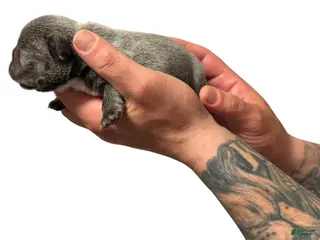 French Bulldog dogs for sale: Irish - Ad 2