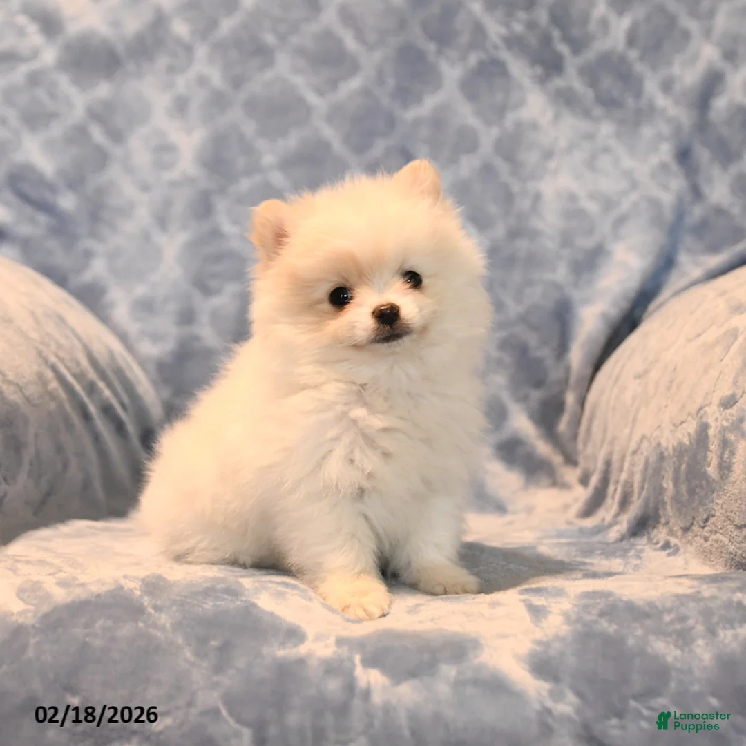 Pomeranian dogs for sale: Jesse - Ad 4