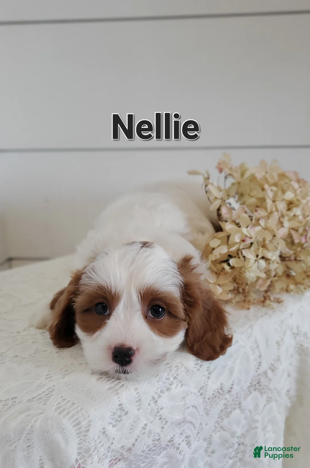 Cavapoo dogs for sale: Nellie - Ad 2