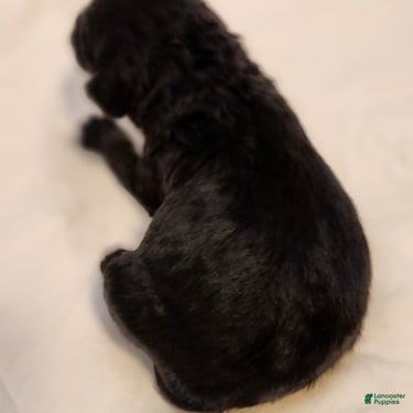 Mini Aussiedoodle dogs Scout_Male Tri-Color Possible Phantom - Ad 2