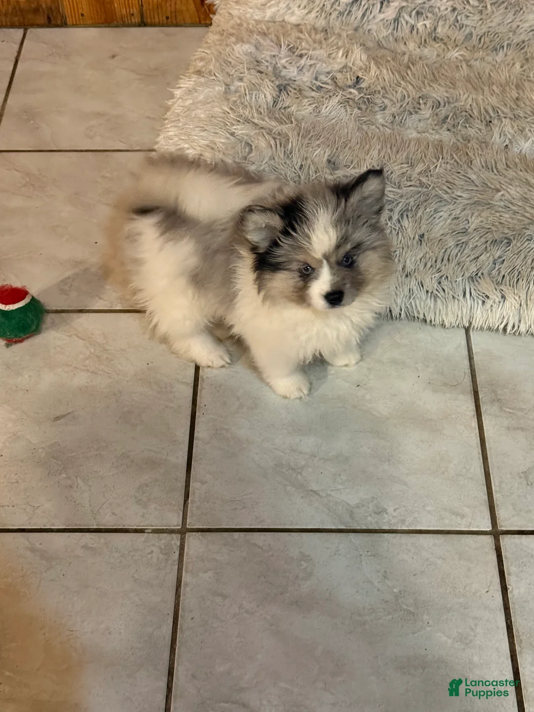 Mixed Breed dogs for sale: Mixed Breed Puppy 2 - Ad 11