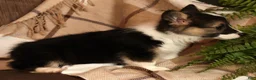 Welsh Corgi Pembroke dogs for sale: Jasmine - Ad 6