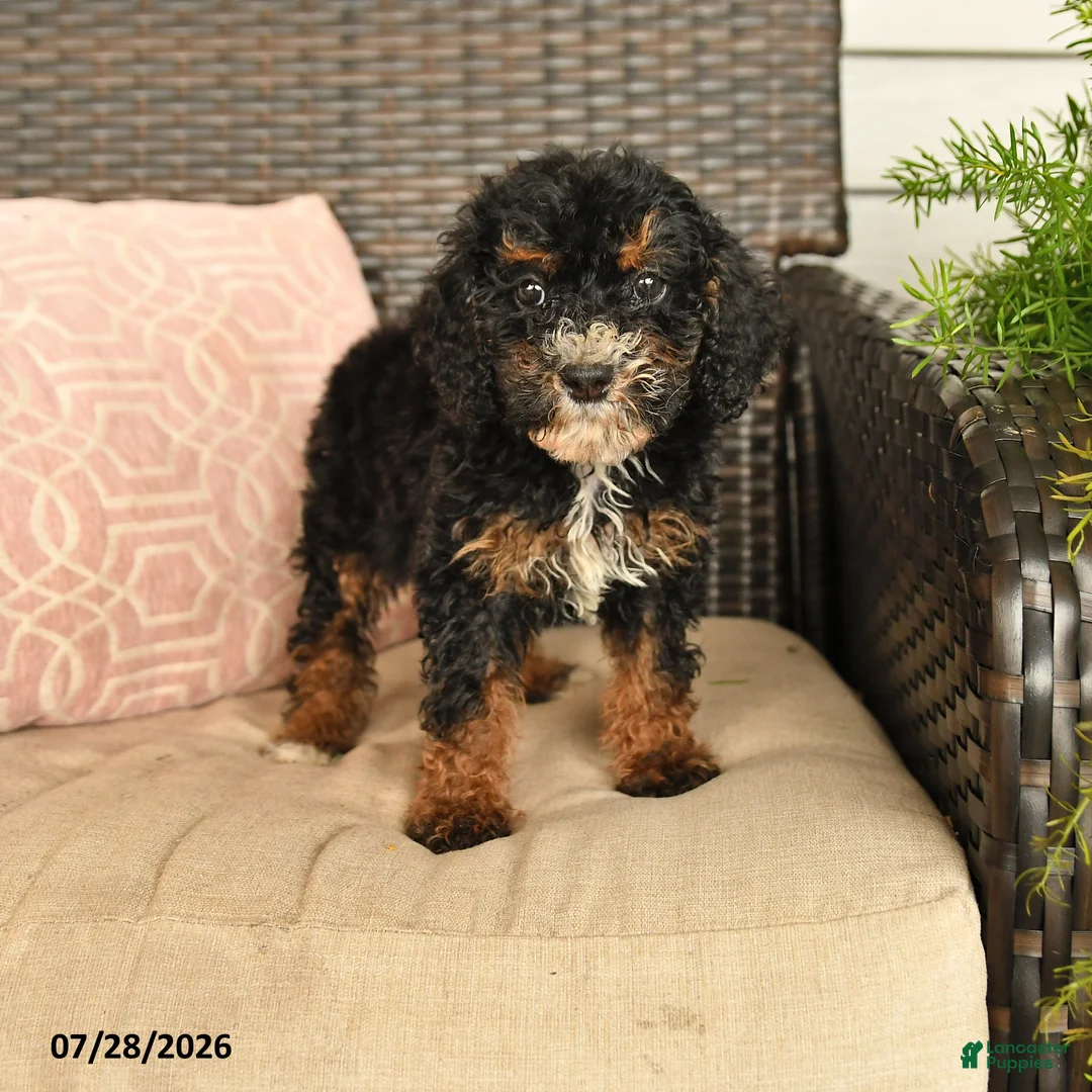 Miniature Poodle dogs for sale: Nancy - Ad 1